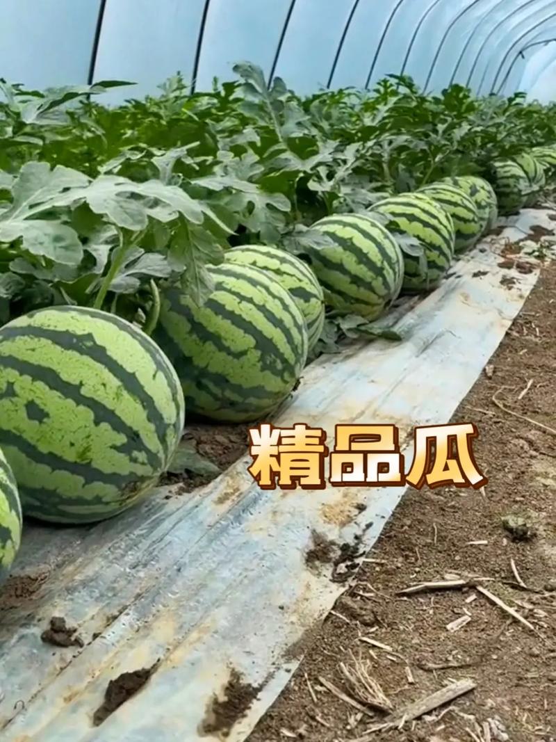 管家婆期期四肖四码中特管家和把西瓜扔鱼塘喂鱼与把西瓜扔鱼塘喂鱼好吗