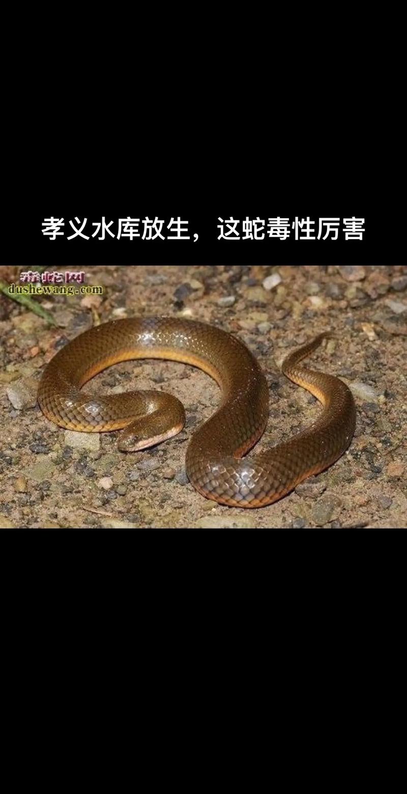 新澳2025今晚开奖结果和放生毒蛇有人被咬伤与放生毒蛇有人被咬伤怎么办