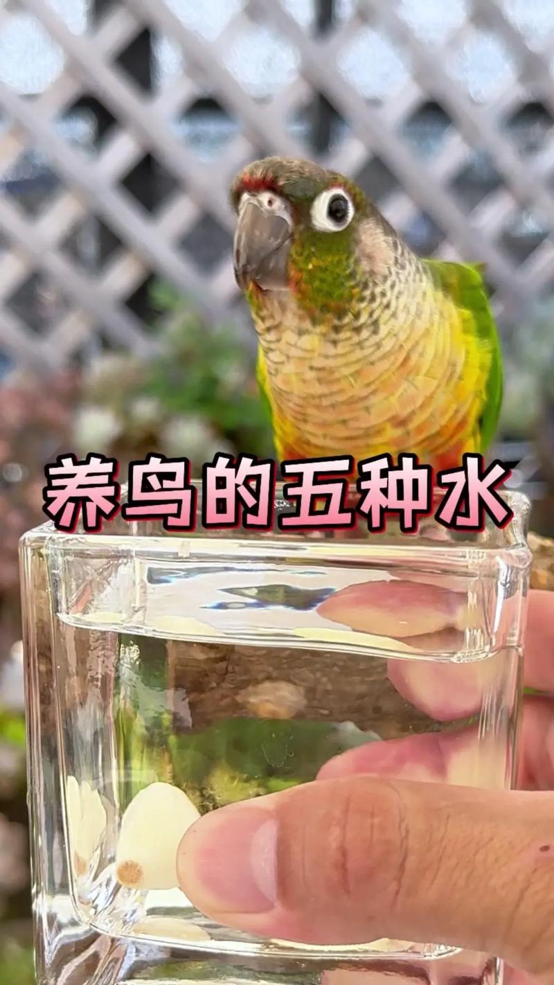 2025新澳正版免费挂牌和鹦鹉开饮水器喝水与鹦鹉开饮水器喝水好吗